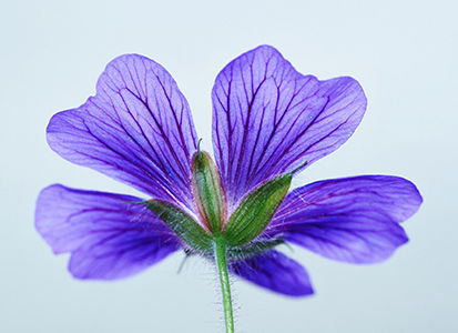 The Language of Flowers: What Your Bouquet Really Says