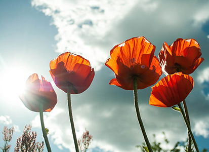 Seasonal Flowers to Fall in Love With