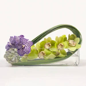 Cymbidium Long Wave / Green